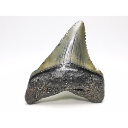 shark teeth: Carcharodon megalodon - Miocene (USA)