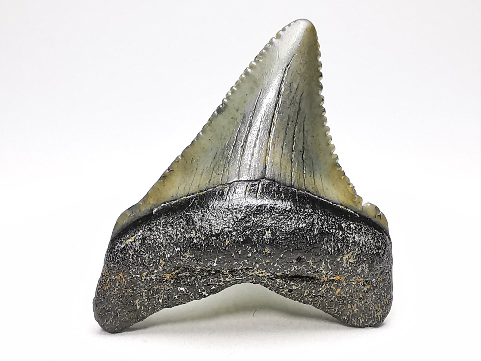 Dent de requin: Carcharodon megalodon, Miocène (USA)