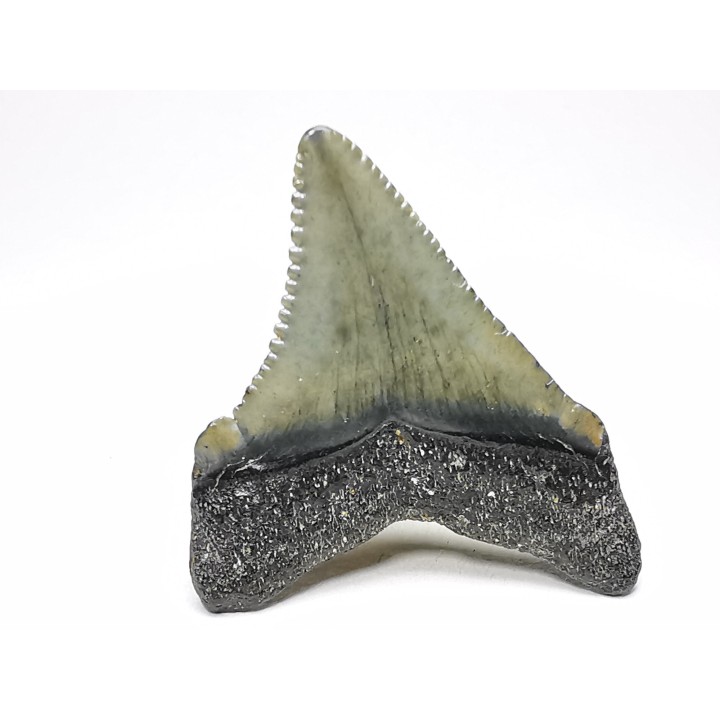 shark teeth: Carcharodon megalodon - Miocene (USA)