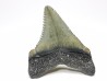 shark teeth: Carcharodon megalodon - Miocene (USA)