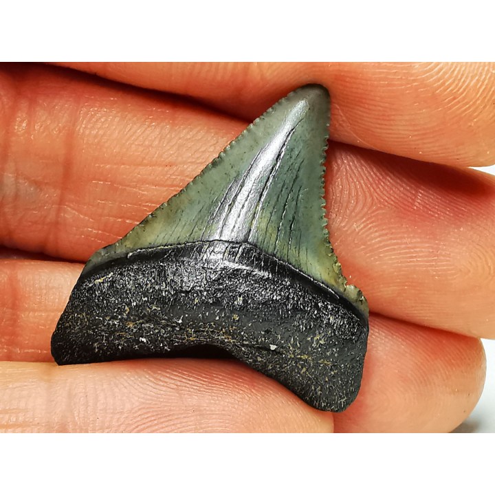 Dent de requin: Carcharodon megalodon, Miocène (USA)