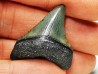 shark teeth: Carcharodon megalodon - Miocene (USA)