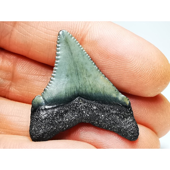 shark teeth: Carcharodon megalodon - Miocene (USA)