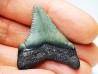 Dent de requin: Carcharodon megalodon, Miocène (USA)