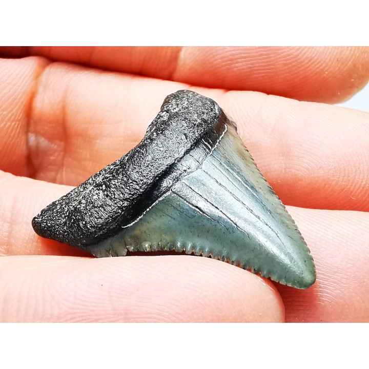 shark teeth: Carcharodon megalodon - Miocene (USA)