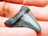 shark teeth: Carcharodon megalodon - Miocene (USA)
