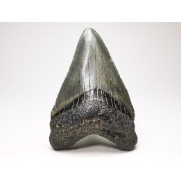 Dent de requin: Carcharodon megalodon, Miocène (USA)