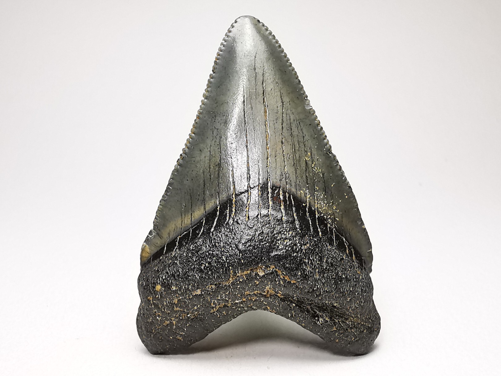 shark teeth: Carcharodon megalodon - Miocene (USA)