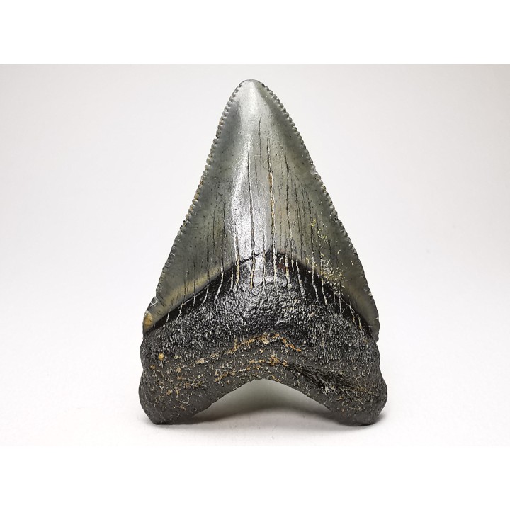 Dent de requin: Carcharodon megalodon, Miocène (USA)