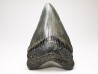 shark teeth: Carcharodon megalodon - Miocene (USA)