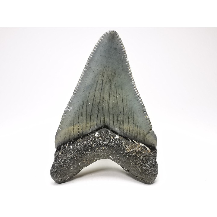 Dent de requin: Carcharodon megalodon, Miocène (USA)