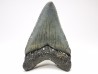 shark teeth: Carcharodon megalodon - Miocene (USA)