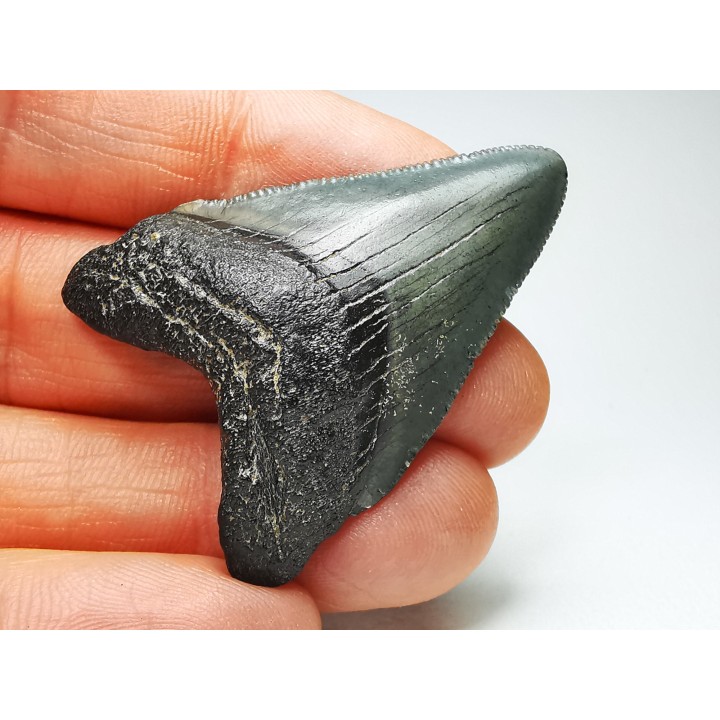 Dent de requin: Carcharodon megalodon, Miocène (USA)
