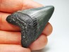 shark teeth: Carcharodon megalodon - Miocene (USA)