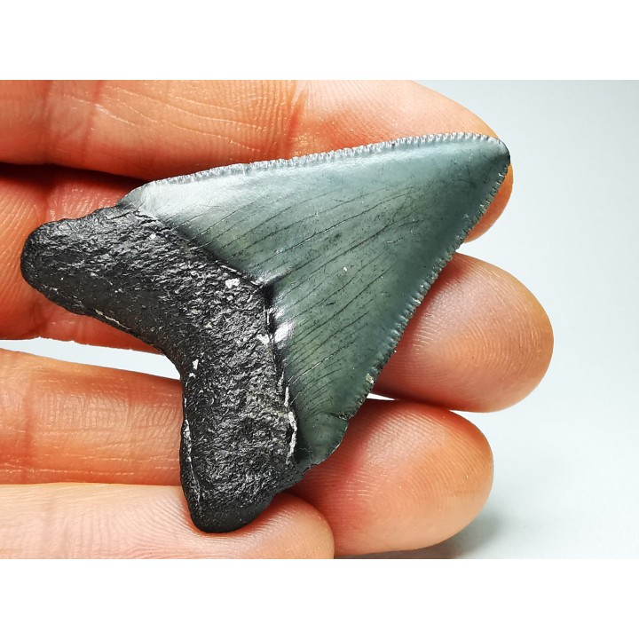 shark teeth: Carcharodon megalodon - Miocene (USA)