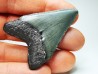 shark teeth: Carcharodon megalodon - Miocene (USA)