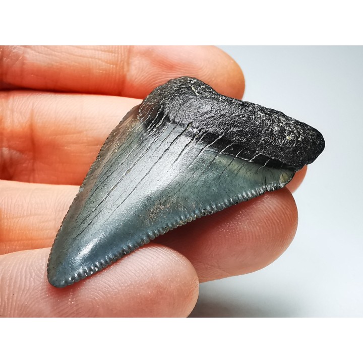 shark teeth: Carcharodon megalodon - Miocene (USA)