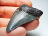 Dent de requin: Carcharodon megalodon, Miocène (USA)