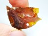 AMBER from Albian of Provence – FRANCE