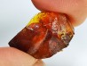 AMBER from Albian of Provence – FRANCE