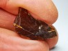 AMBER from Albian of Provence – FRANCE
