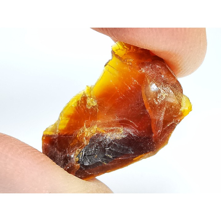 AMBER from Albian of Provence – FRANCE