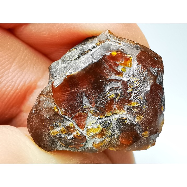 AMBER from Albian of Provence – FRANCE