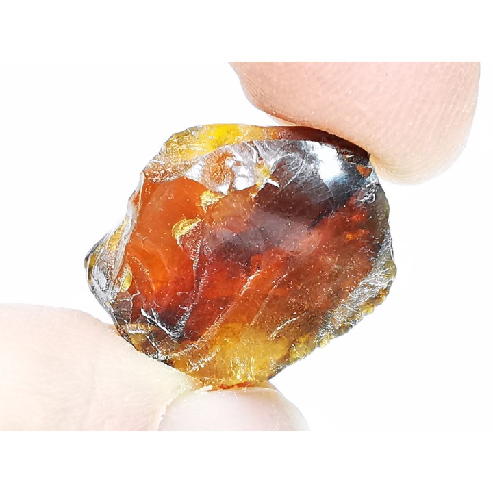 AMBER from Albian of Provence – FRANCE