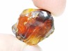 AMBER from Albian of Provence – FRANCE