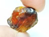 AMBER from Albian of Provence – FRANCE