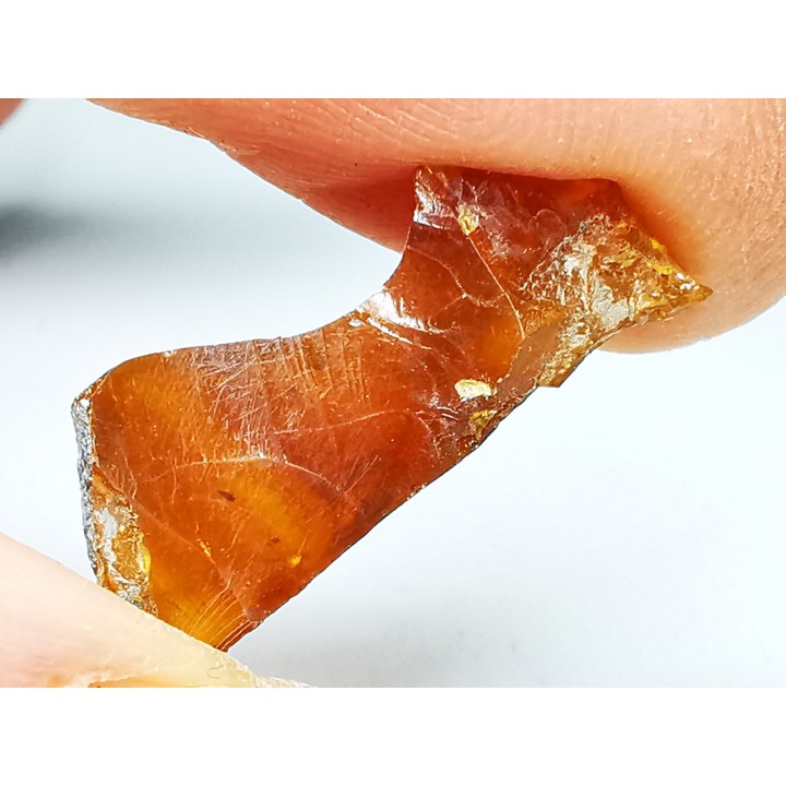 AMBER from Albian of Provence – FRANCE