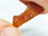 AMBER from Albian of Provence – FRANCE