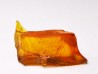 AMBER from Albian of Provence – FRANCE