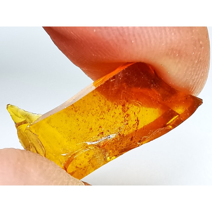 AMBER from Albian of Provence – FRANCE