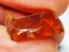 AMBER from Albian of Provence – FRANCE