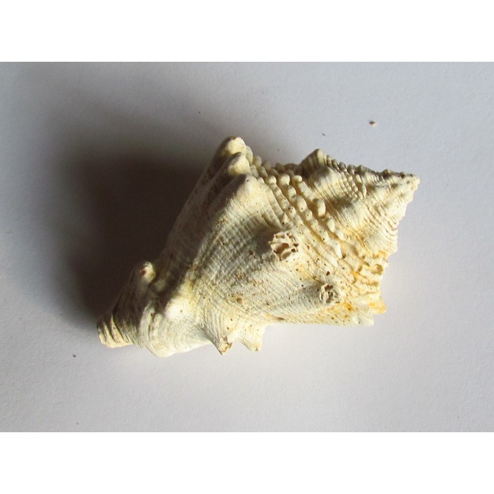 Melongena lainei (1)