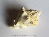 Melongena lainei (1)