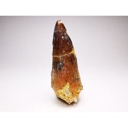 dent de dinosaure SPINOSAURUS AEGYPTIACUS