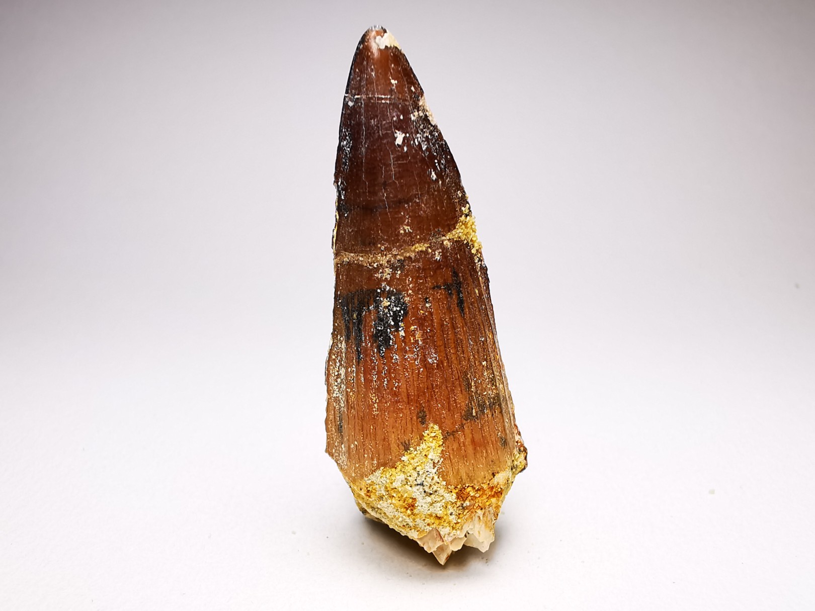 dinosaur TOOTH - SPINOSAURUS AEGYPTIACUS
