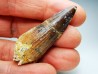 dinosaur TOOTH - SPINOSAURUS AEGYPTIACUS