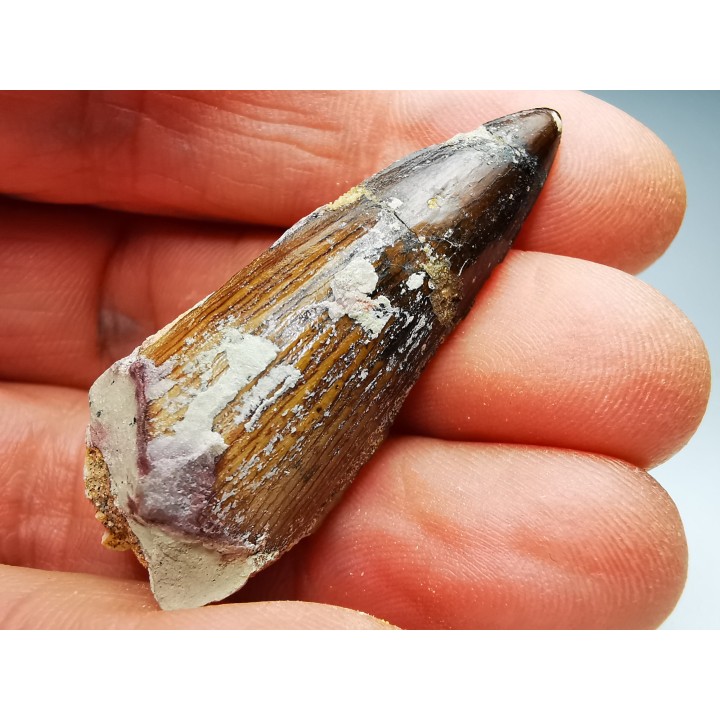 dinosaur TOOTH - SPINOSAURUS AEGYPTIACUS
