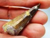 dent de dinosaure SPINOSAURUS AEGYPTIACUS