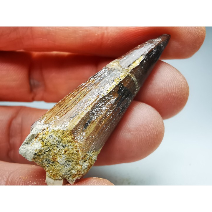 dinosaur TOOTH - SPINOSAURUS AEGYPTIACUS