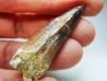 dent de dinosaure SPINOSAURUS AEGYPTIACUS