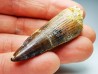 dinosaur TOOTH - SPINOSAURUS AEGYPTIACUS