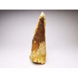 dent de dinosaure SPINOSAURUS AEGYPTIACUS