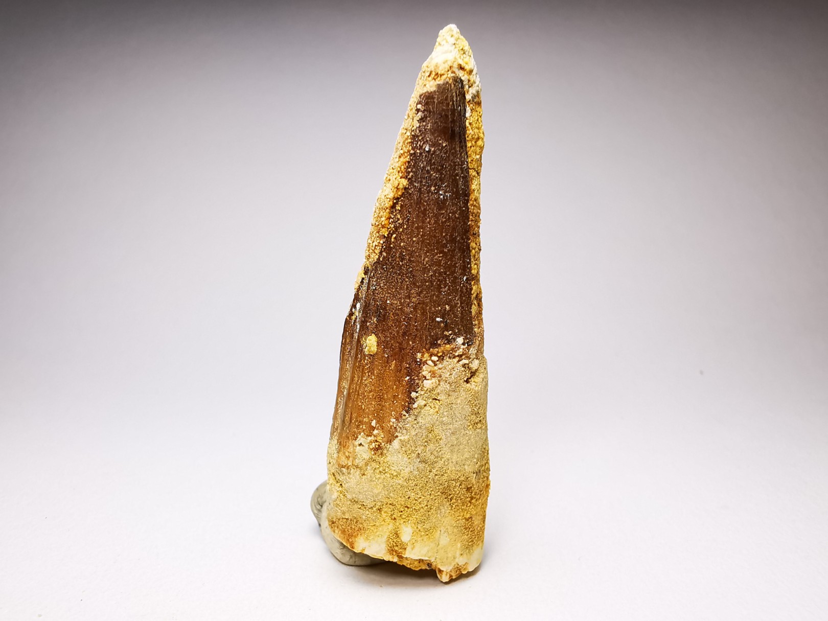 dinosaur TOOTH - SPINOSAURUS AEGYPTIACUS