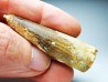 dinosaur TOOTH - SPINOSAURUS AEGYPTIACUS