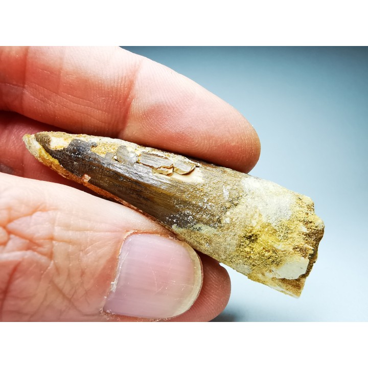 dinosaur TOOTH - SPINOSAURUS AEGYPTIACUS