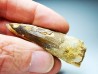 dinosaur TOOTH - SPINOSAURUS AEGYPTIACUS